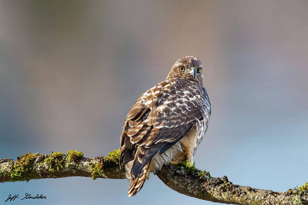 Animal Poster featuring the photograph Immature Red Tailed Hawk in a Tree by Jeff Goulden