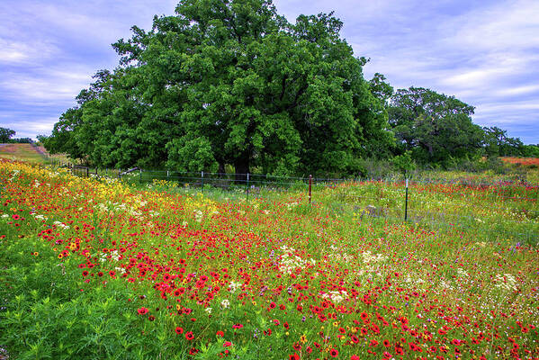 Texas Wildflowers Poster featuring the photograph Indescribable by Lynn Bauer