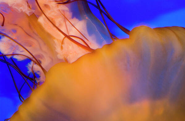 Jellyfish Poster featuring the photograph Into The Blue by Melissa Southern