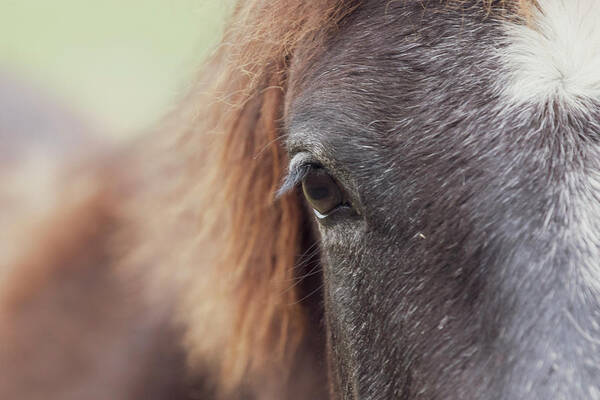 Horse Poster featuring the photograph Into the Soul by Holly Ross