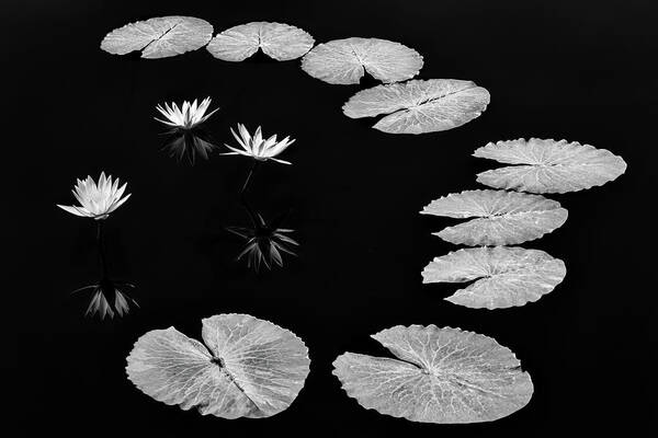 Water Lilies Poster featuring the photograph Invisible Connection by Elvira Peretsman