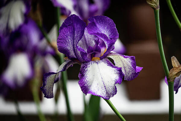 Iris Poster featuring the photograph Iris in Purple and White by Denise Kopko