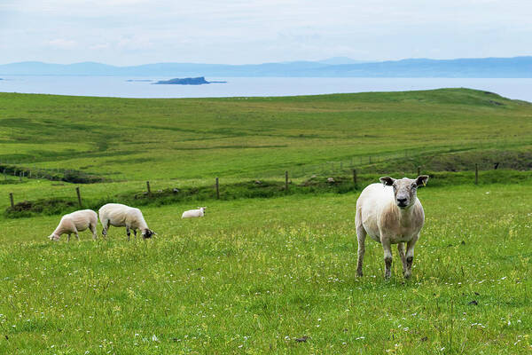 Sheep Poster featuring the photograph Irish Sheep by Holly Ross