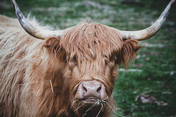 Cow Poster featuring the photograph Is There Something in My Teeth by Rose Guinther