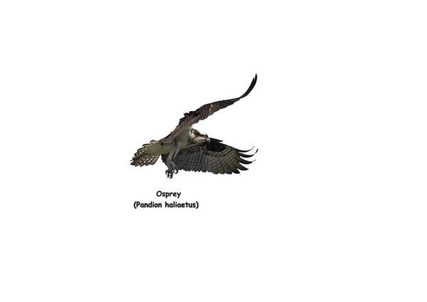 Osprey Poster featuring the photograph Isolated Osprey 2021-2-A by Thomas Young