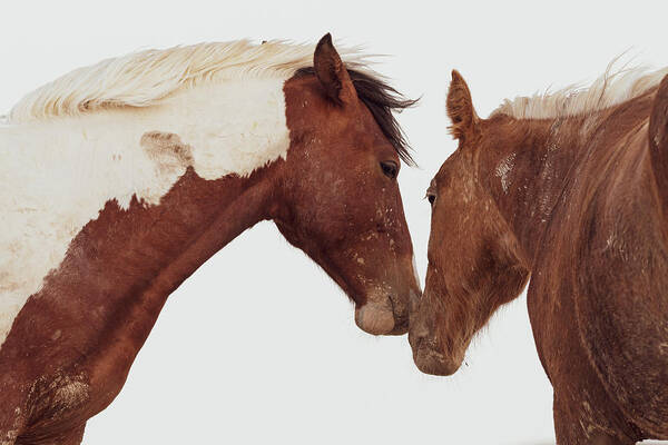 Wild Horses Poster featuring the photograph It's OK by Mary Hone