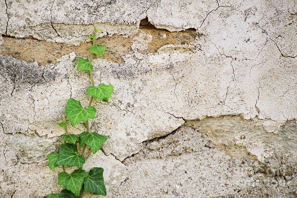 Ivy Poster featuring the photograph Ivy crawling up a stone wall by Mendelex Photography