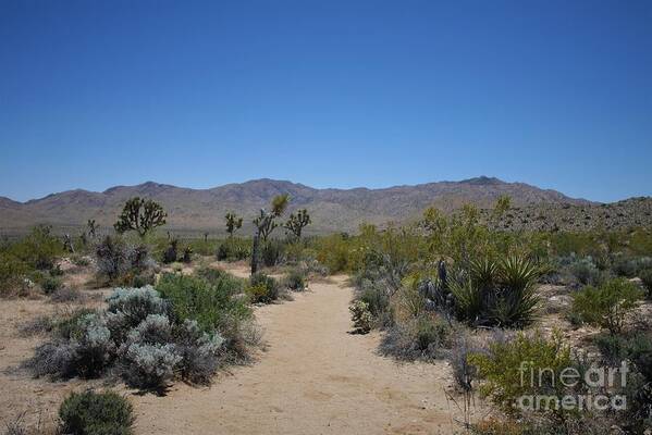 Joshua Tree Poster featuring the photograph Joshua Tree - Panorama Trail 2020 6 by Lee Antle