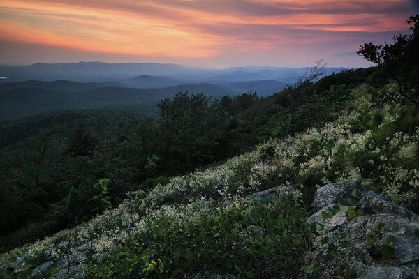 Flowers Poster featuring the photograph Jointweed Flowers at Sunset - Queen Wilhelmina State Park by William Rainey