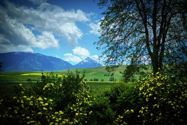 Mountain Poster featuring the photograph Joseph Meadow by Loyd Towe Photography