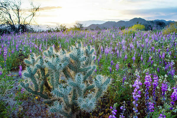 Grape Soda Lupine Poster featuring the photograph Joshua Tree Lupine Sunset by Kyle Hanson