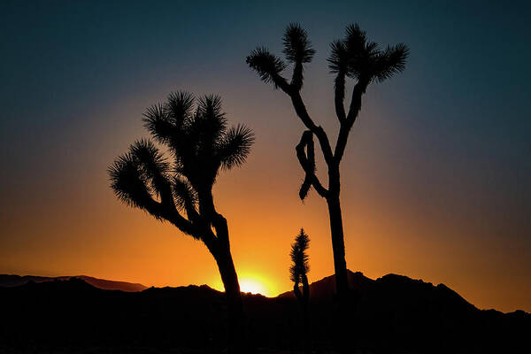 Sunset Poster featuring the photograph Joshua Tree Sunset by Dan Norton