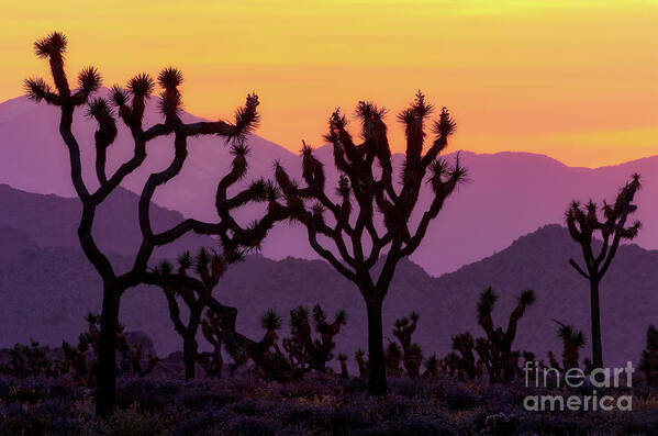 California Poster featuring the photograph Joshua Trees at Sunset LA7527 by Mark Graf