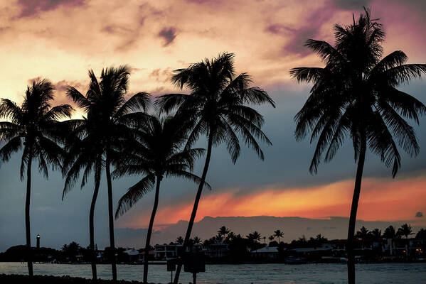 Palm Tree Poster featuring the photograph Jupiter Inlet Palms at Sunset by Laura Fasulo