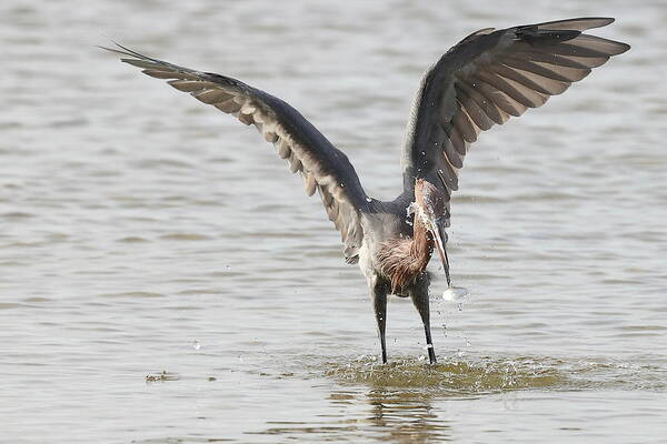 Reddish Egret Poster featuring the photograph Just Caught a Fish by Mingming Jiang