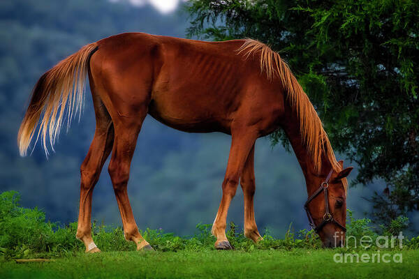 Horse Poster featuring the photograph Just horsin' around... by Shelia Hunt