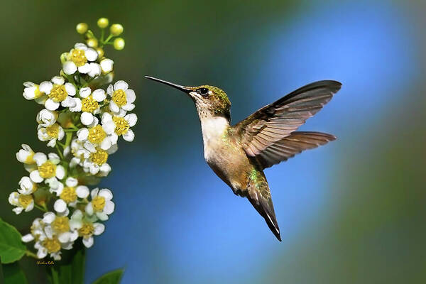 Hummingbird Poster featuring the photograph Just Looking by Christina Rollo