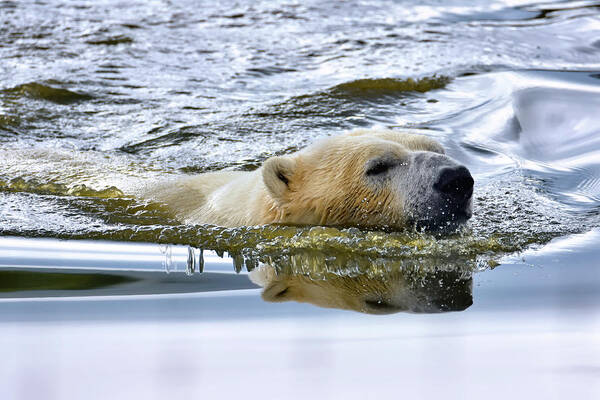 Polar Bear Poster featuring the photograph Just Swimmin' by Kuni Photography
