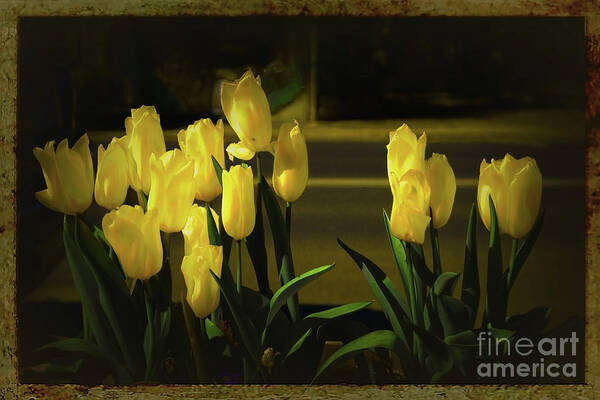 Tulips Poster featuring the photograph Just Yellow by Elaine Teague