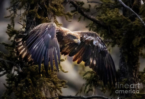 Juvenile Poster featuring the photograph Juvenile Bald Eagle Flying by Steven Krull