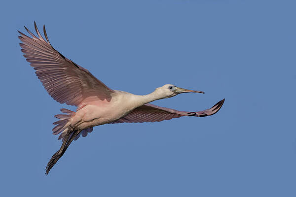 Spoonbill Poster featuring the photograph Juvenile Roseate Spoonbill by Susan Candelario