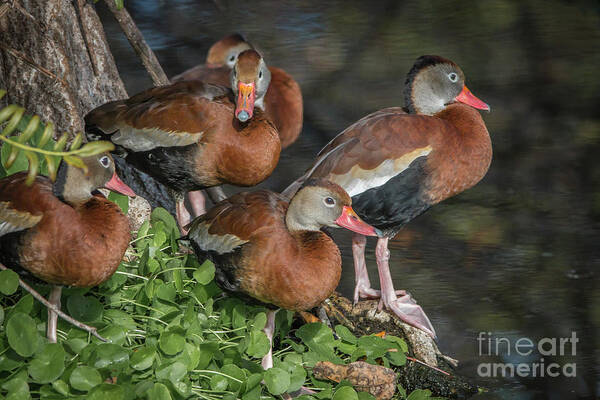 Duck Poster featuring the photograph Juvenile Whistling Ducks by Tom Claud