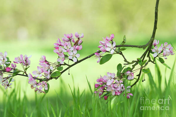 Malus Micromalus Poster featuring the photograph Kaido Crab Apple Blossom in Spring by Tim Gainey
