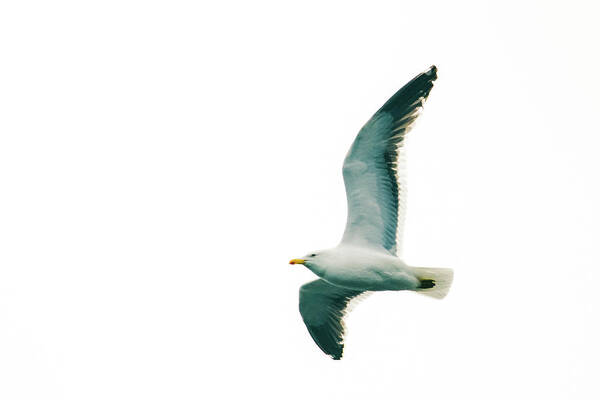 03feb20 Poster featuring the photograph Kelp Gull In Flight by Jeff at JSJ Photography