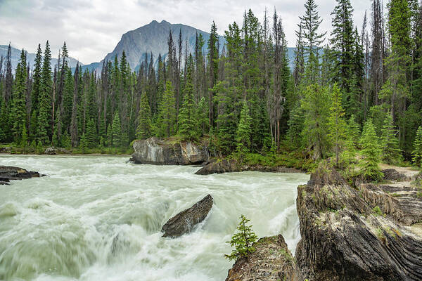 Canadian Rocky Mountains Poster featuring the photograph Kicking Horse River by Cindy Robinson