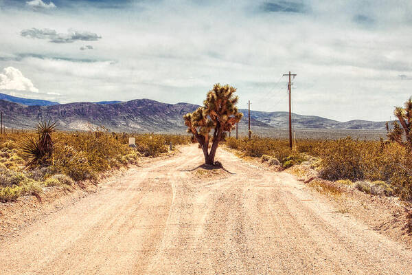 Joshua Tree Poster featuring the photograph King of the Road by Tatiana Travelways