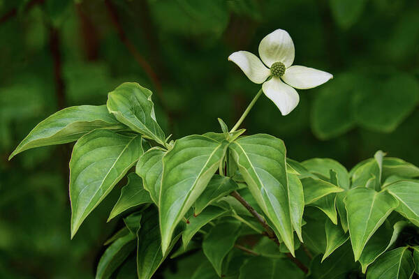 Flower Poster featuring the photograph Kousa Dogwood by Nikolyn McDonald