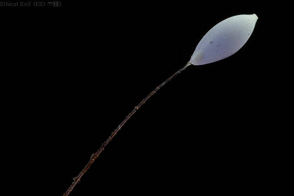 Lacewing Larva Poster featuring the photograph Lacewing Egg on Stalk by Paul Bertner