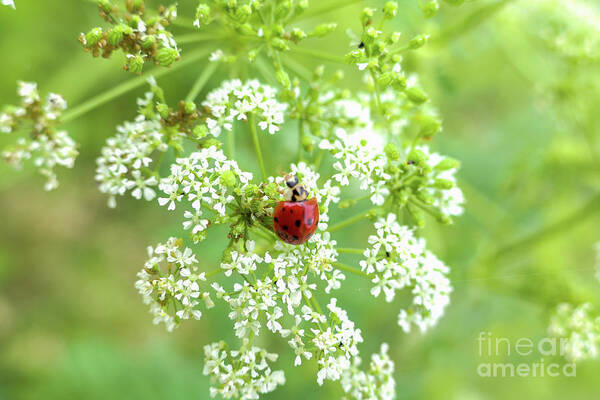 Ladybug Poster featuring the photograph Ladybug on lacy white wildflower by Bentley Davis