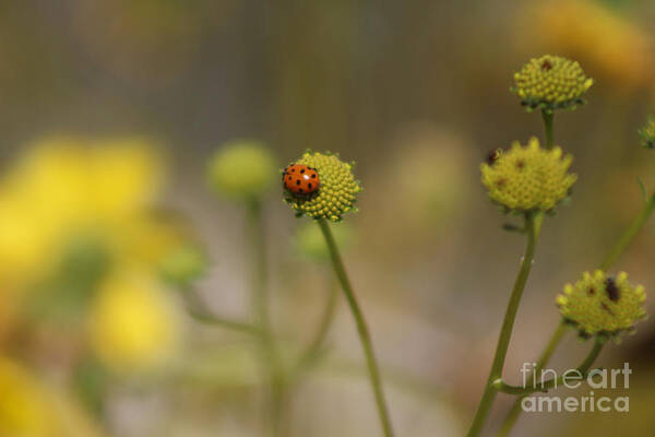 Red Poster featuring the photograph Ladybug on Lemon Yellow Wildflowers Coachella Valley Wildlife Preserve by Colleen Cornelius