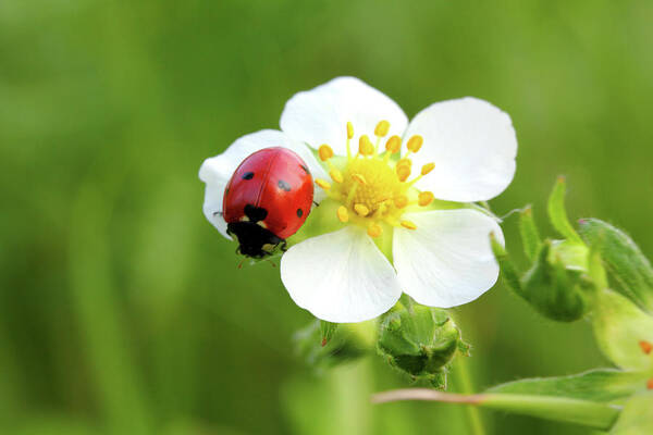 Ladybug Poster featuring the photograph Ladybug On White Flower Macro by Mikhail Kokhanchikov