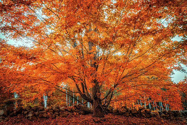 Tree Poster featuring the photograph Late fall foliage by Lilia S