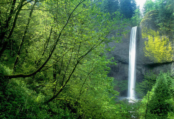 Latourell Falls Poster featuring the photograph Latourell Falls by David L Moore