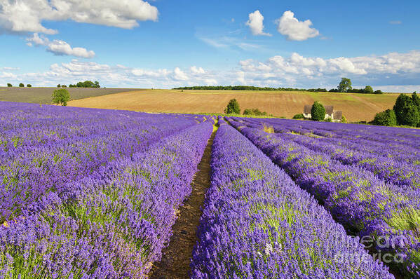 Lavender Fields Poster featuring the photograph Lavender rows at Snowshill Farm, The Cotswolds, England by Neale And Judith Clark