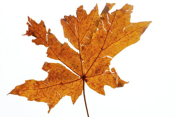 Leaf Poster featuring the photograph Leaf 13 by Kathy Paynter