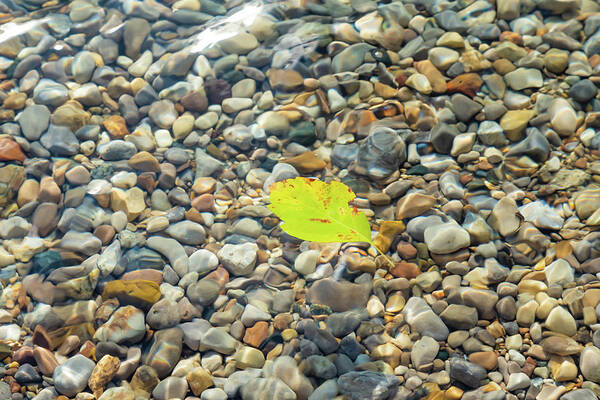 Torch Lake Poster featuring the photograph Leaf at Torch Lake by Joe Kopp
