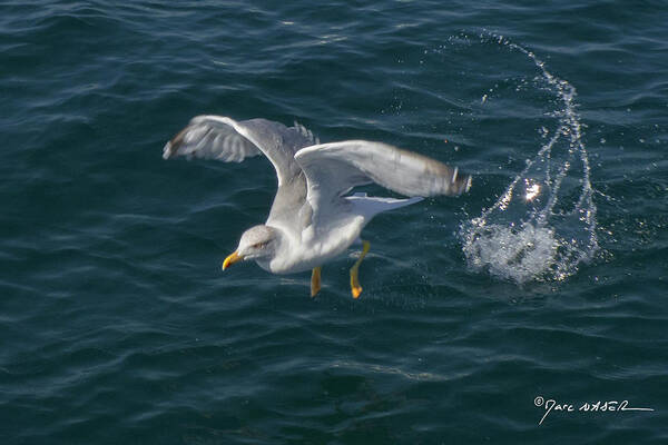 Marc Nader Photo Art Poster featuring the photograph Leap Of The Seagull by Marc Nader