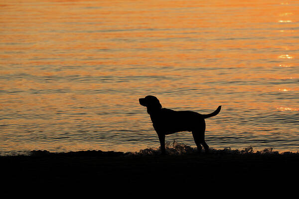 Dog Poster featuring the photograph Levi Dog Silhouette on the Beach by Denise Kopko