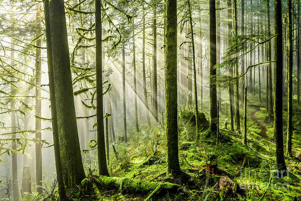 Golden Ears Provincial Park Poster featuring the photograph Light in the Forest by Michael Wheatley
