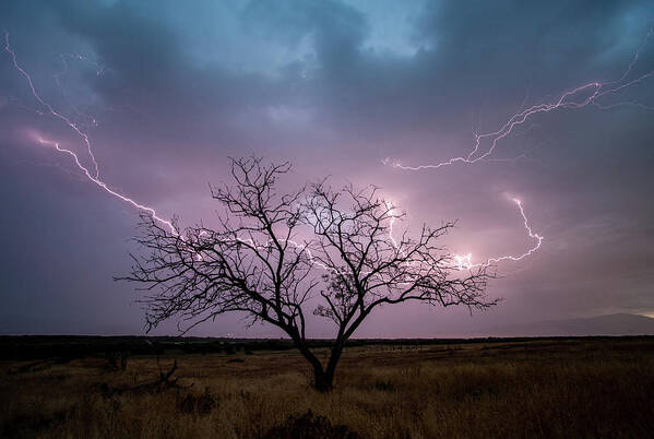 Storm Poster featuring the photograph Lightning Tree by Wesley Aston