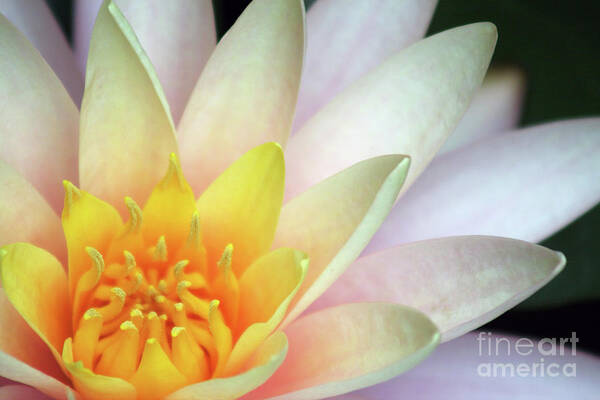 Water Lily; Water Lilies; Lily; Lilies; Flowers; Flower; Floral; Flora; Yellow; White Water Lily; White Flowers; Pink Flowers; Pink Lily; Black; Pink; Digital Art; Photography; Painting; Simple; Decorative; Décor; Macro; Close-up Poster featuring the photograph Lily Close Up #1 by Tina Uihlein