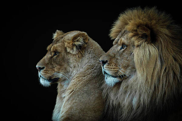 Lion Poster featuring the digital art Lion And Lioness Portrait by Marjolein Van Middelkoop