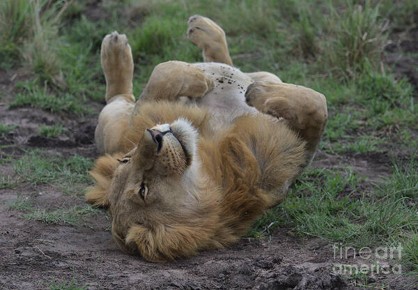 Lion Poster featuring the photograph Lion rolls over in Masai Mara, Kenya by Nirav Shah