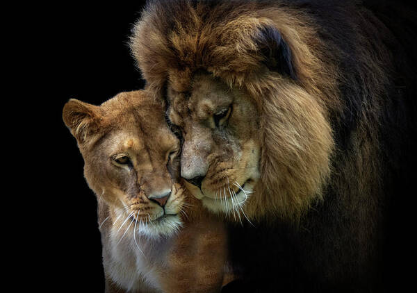 Lions Poster featuring the photograph Lion romance by Gareth Parkes