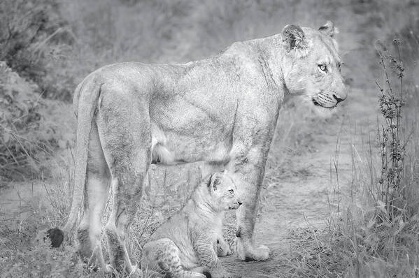 Lions Black And White Poster featuring the photograph Lioness and Cub Near Kruger National Park, on the Sabi Sands Reserve by Rebecca Herranen
