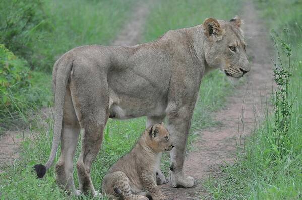 Lion Poster featuring the photograph Lioness and Cub on the Road by Rebecca Herranen